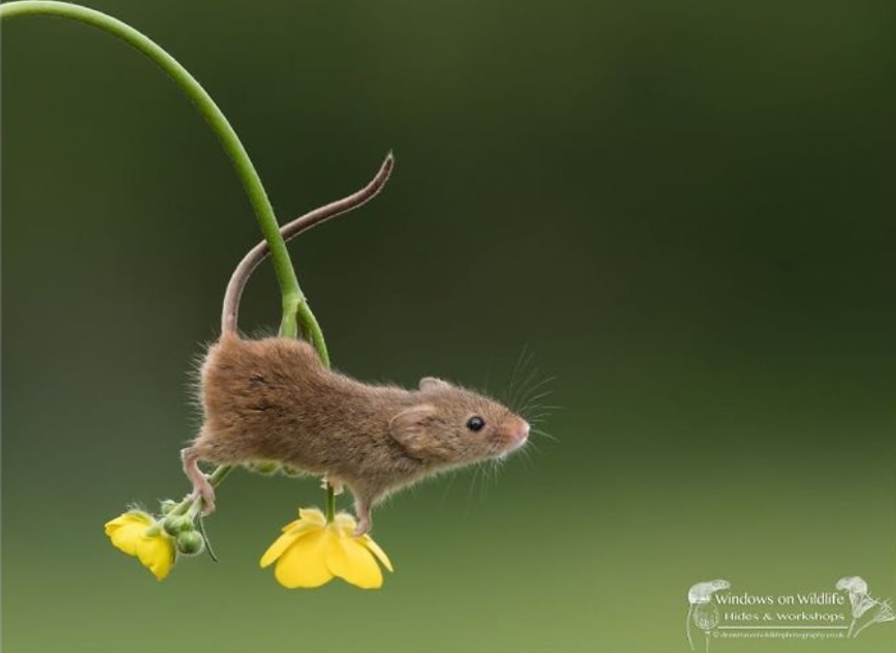 Hermoso ratón