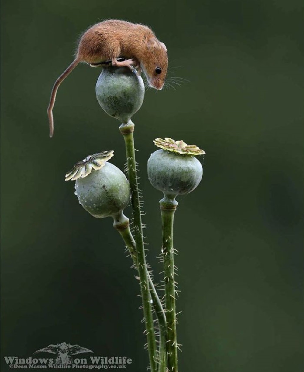 Lindo ratón sobre una flor
