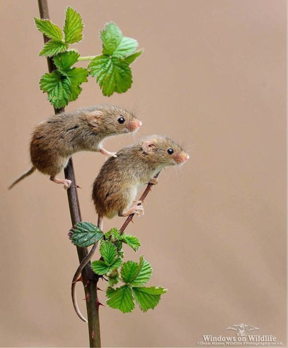 Dwie myszy wspięły się na roślinę