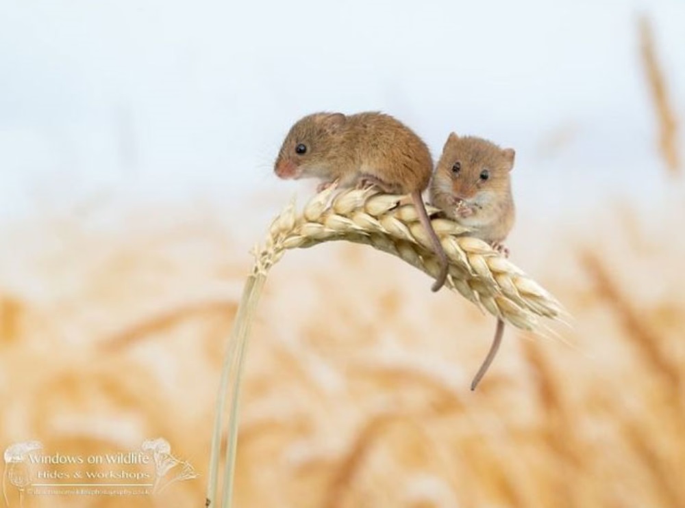 Dos ratones están sentados en una espiga de trigo