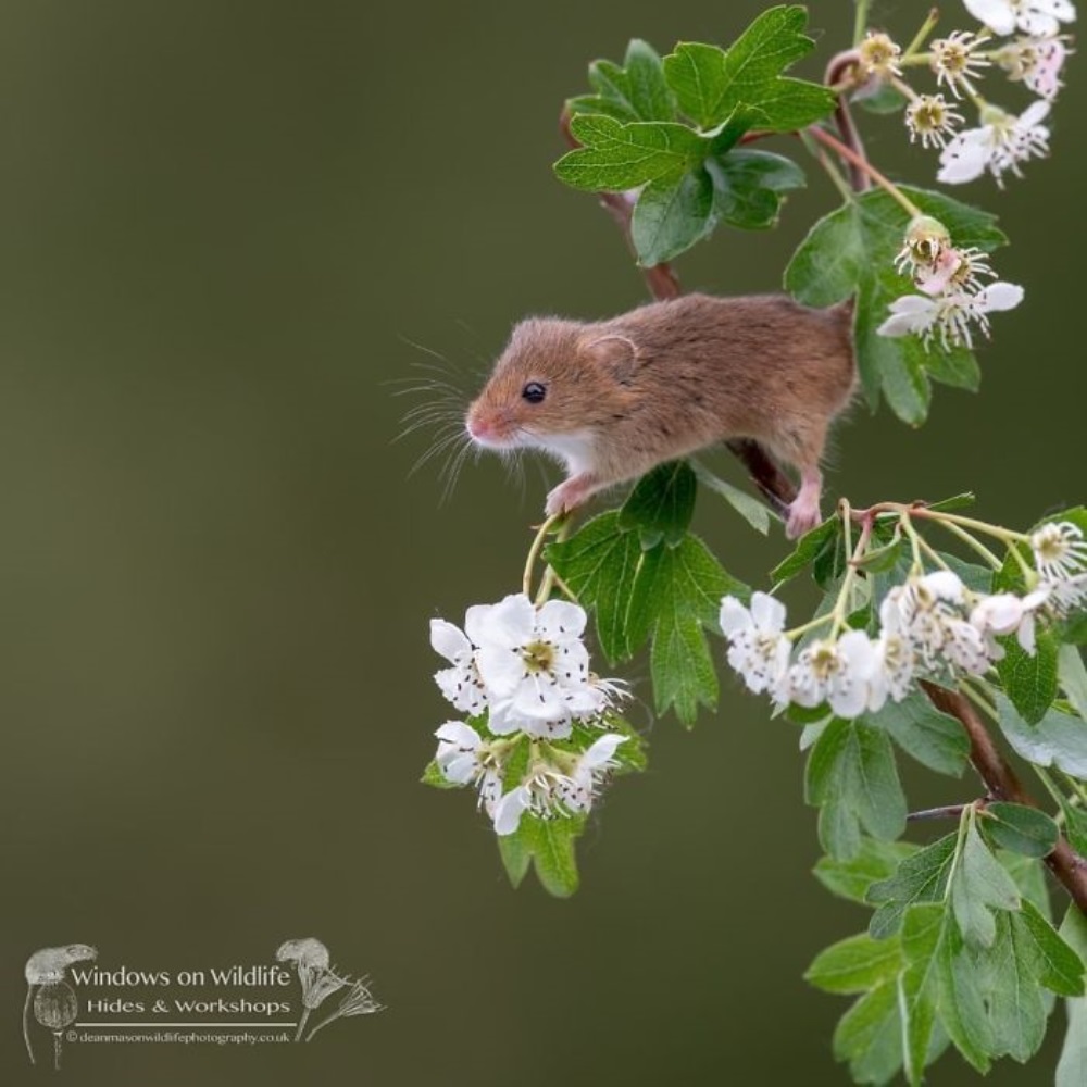 Mysz podziwia kwiaty