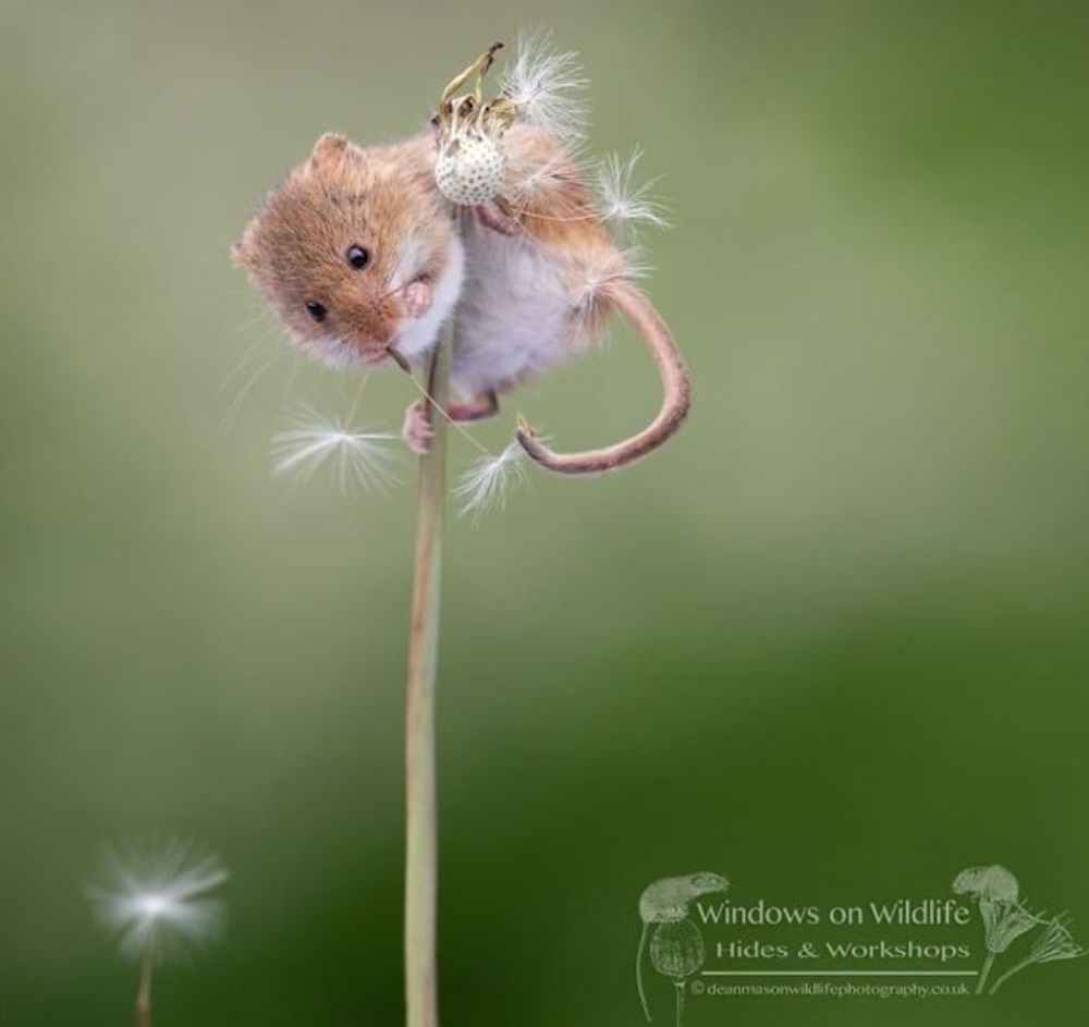 Χαριτωμένο μικρό ποντίκι