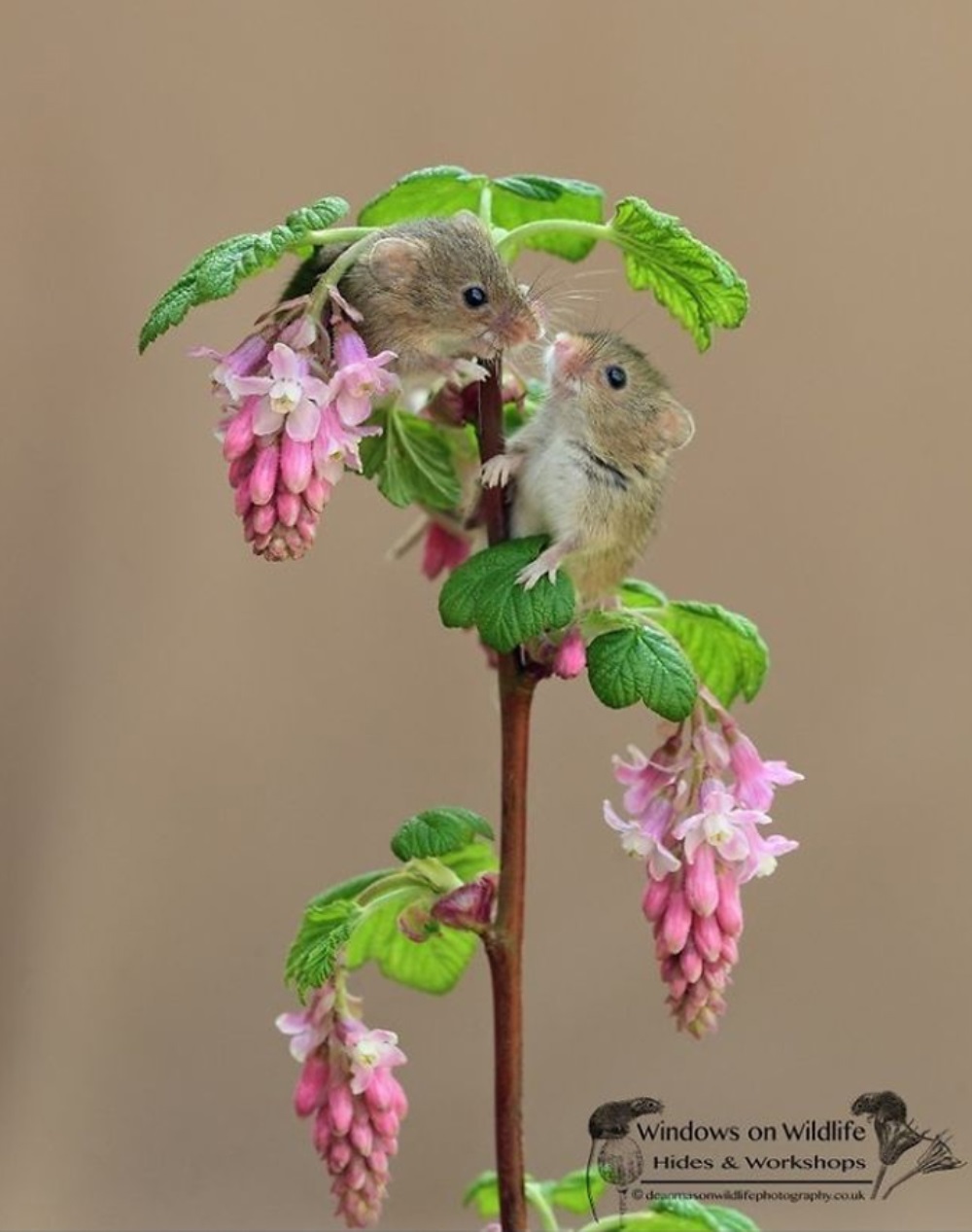 Mysz siedzi na kwiacie