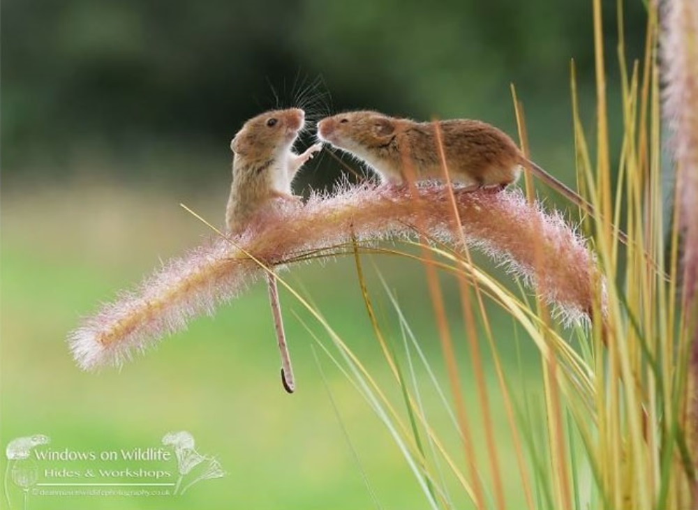 Myszy siedzą na trawie