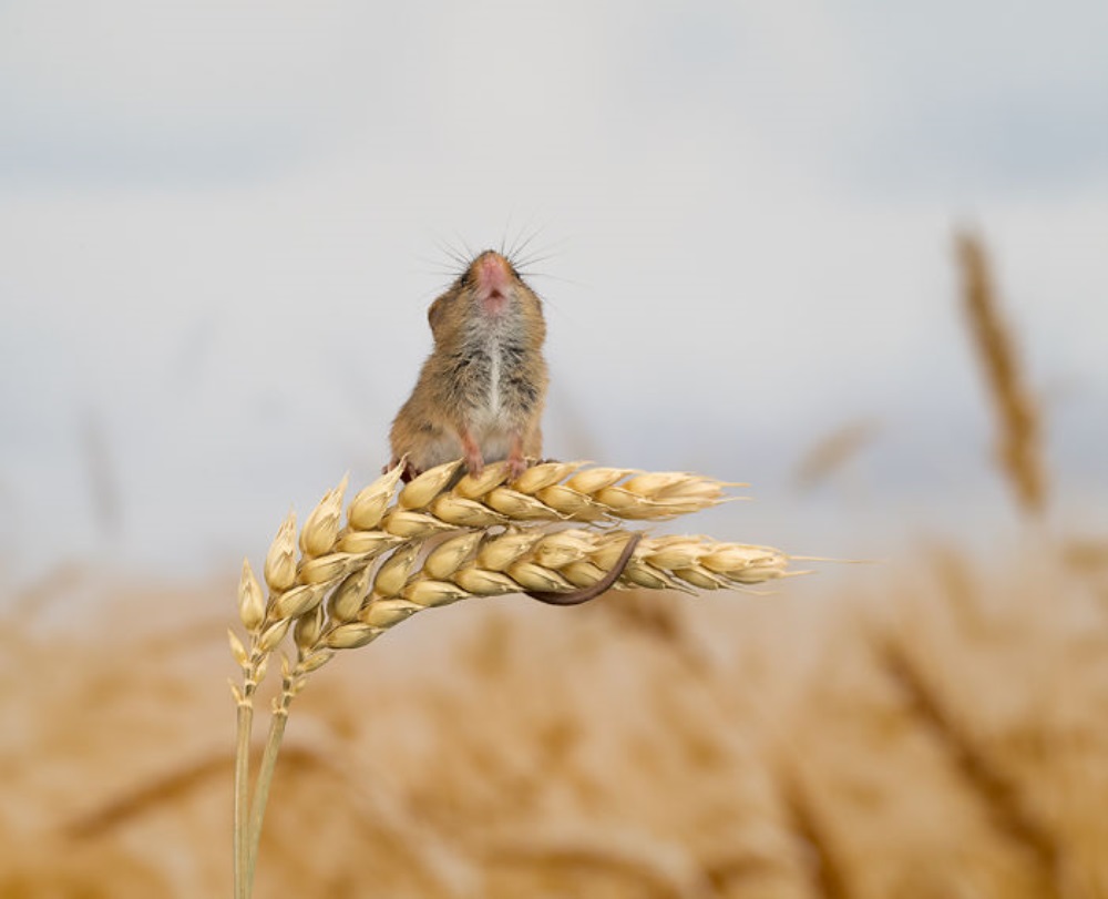 El ratón se sienta en una espiga de trigo.
