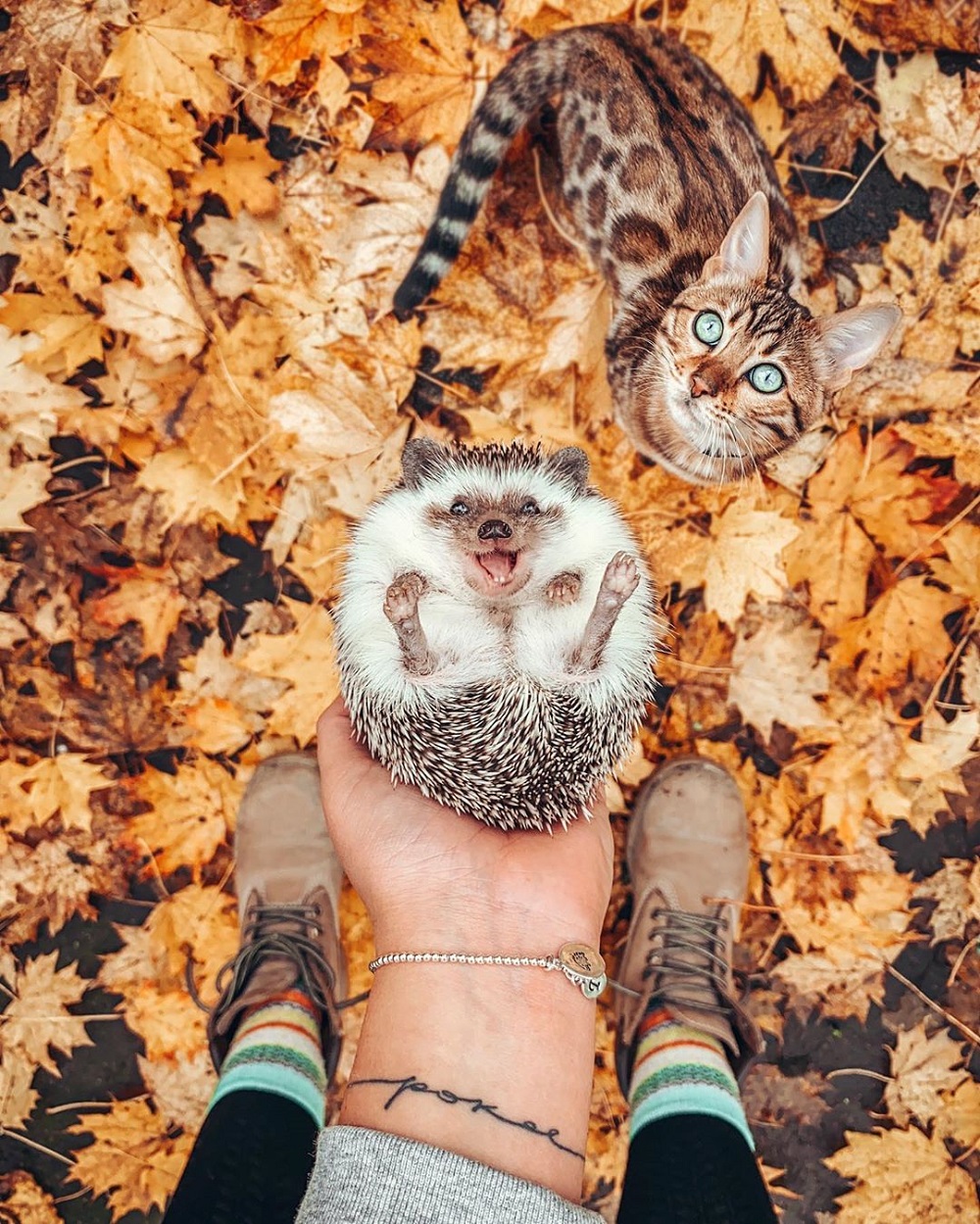 Hedgehog and cat