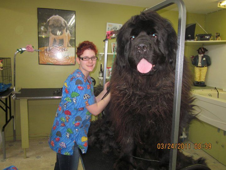 Τεράστιο σκυλί