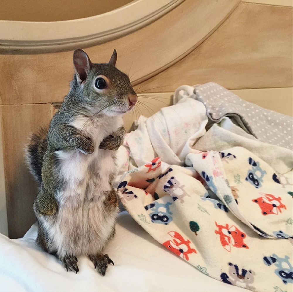 Squirrel getting ready for bed