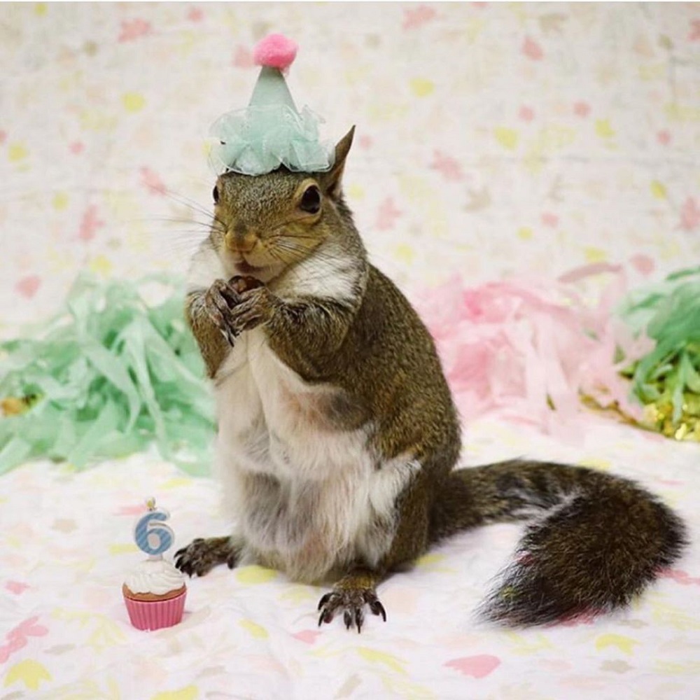 Compleanno della scoiattolina