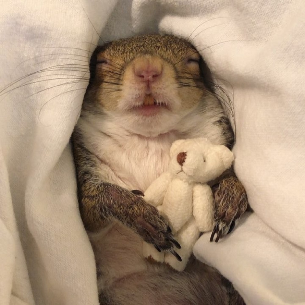 Cute squirrel with a soft toy