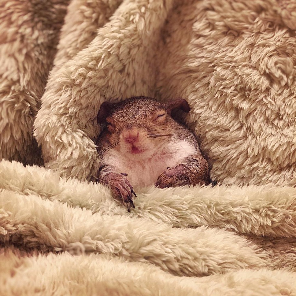 Esquilo encontra-se sob uma manta