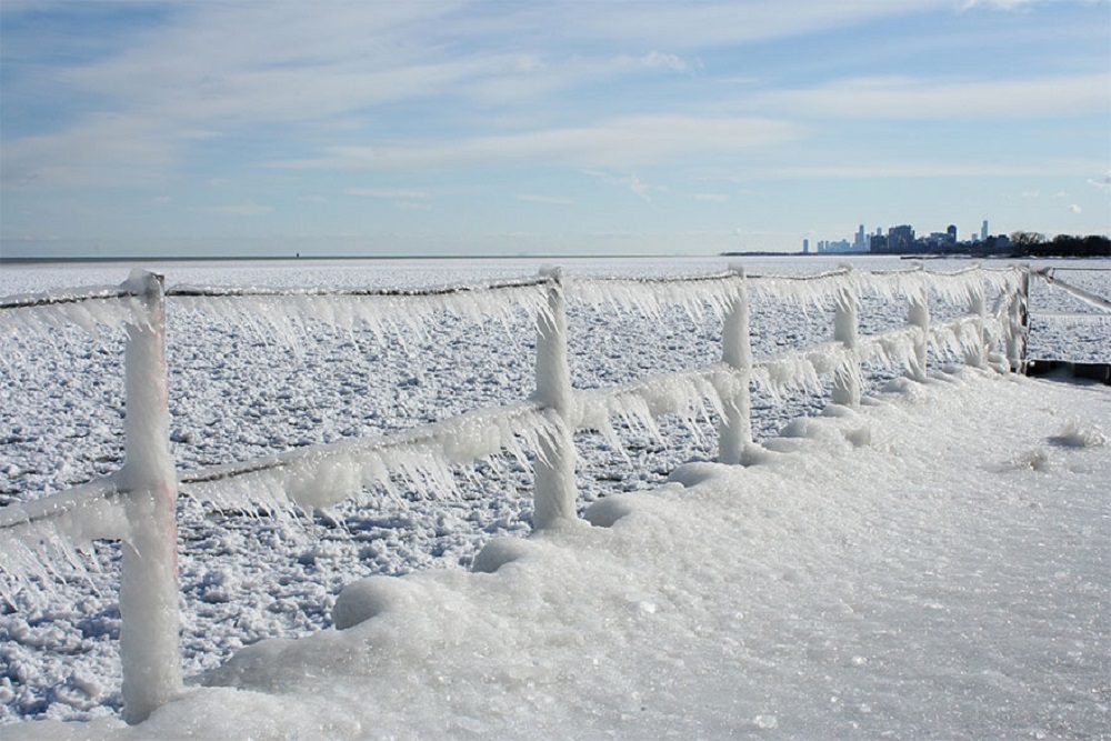 Frozen hedge on the lake