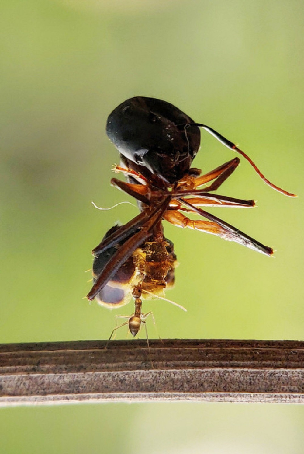 Furnică ce cară un păianjen mort care are o greutate de 7 ori mai mare ca a sa.