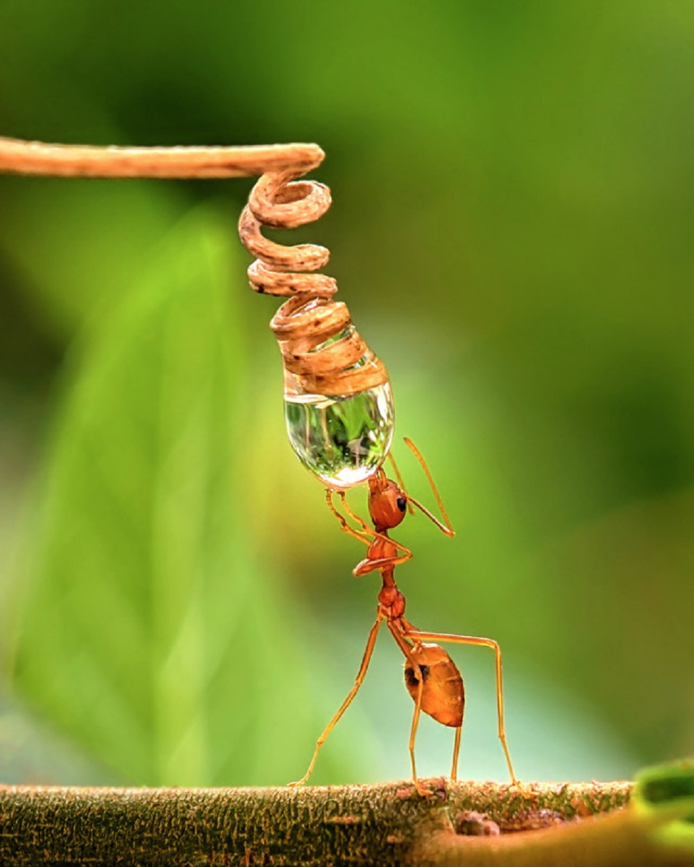An ant sips from a water droplet