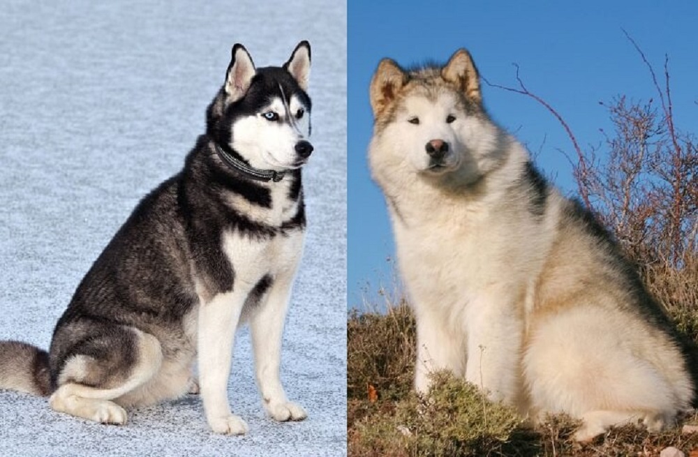 Comparação: Malamute do Alasca vs Husky Siberiano