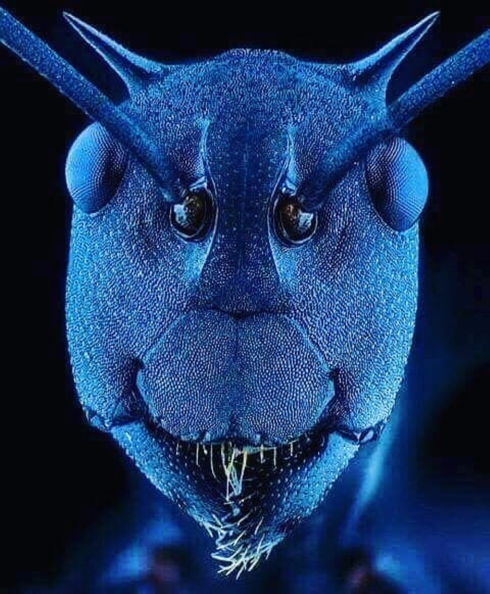 Una hormiga normal, como nunca antes la habíamos visto