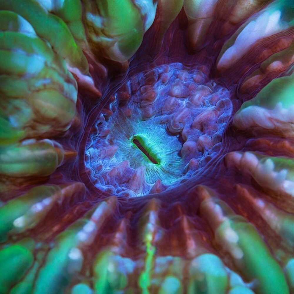 coral olho-de-gato