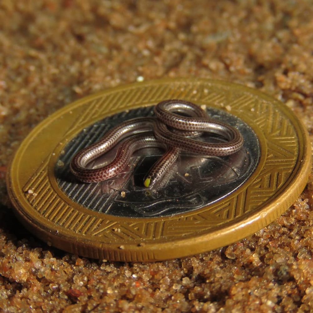 Uma pequena cobra está em uma moeda