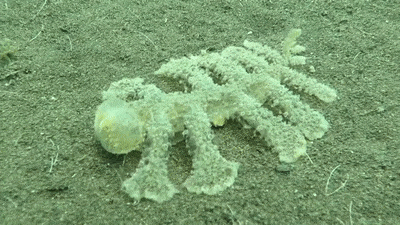 Esta babosa de mar fue descubierta en la costa de Bali