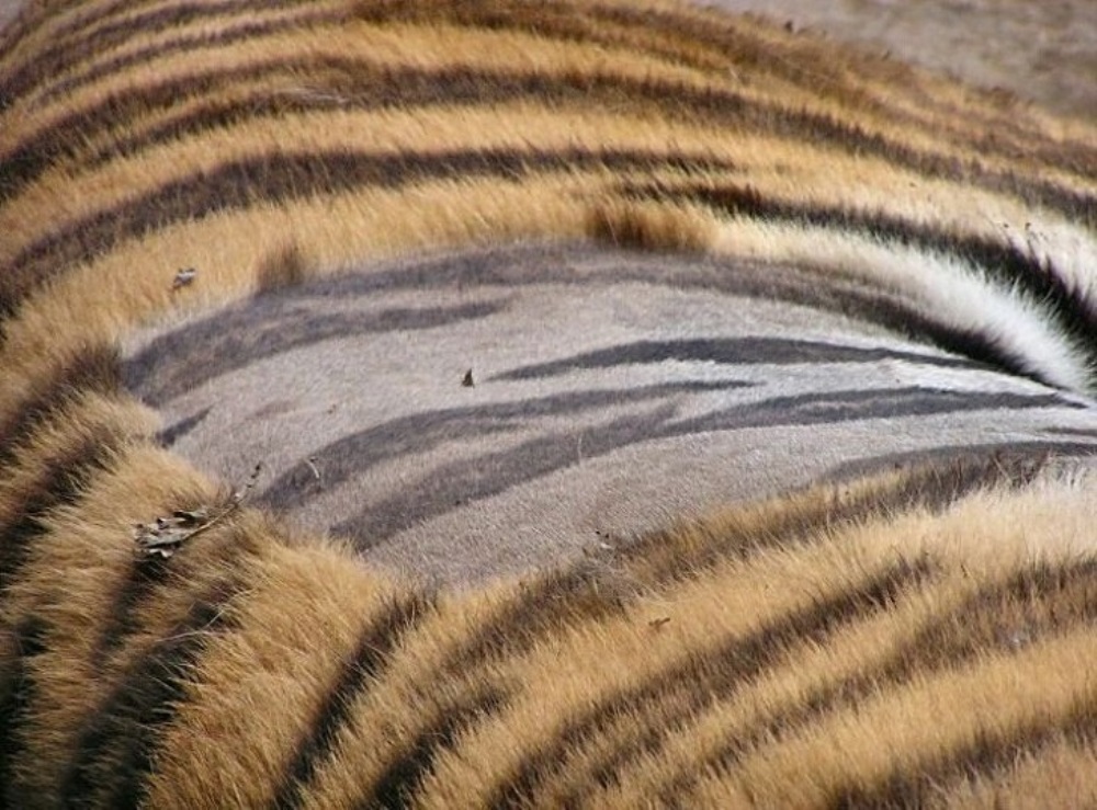 Así es como se ve la piel de un tigre cuando se afeita