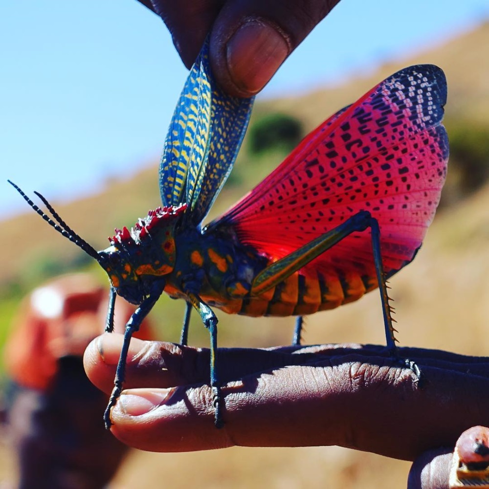 Este saltamontes de Madagascar es de un raro color