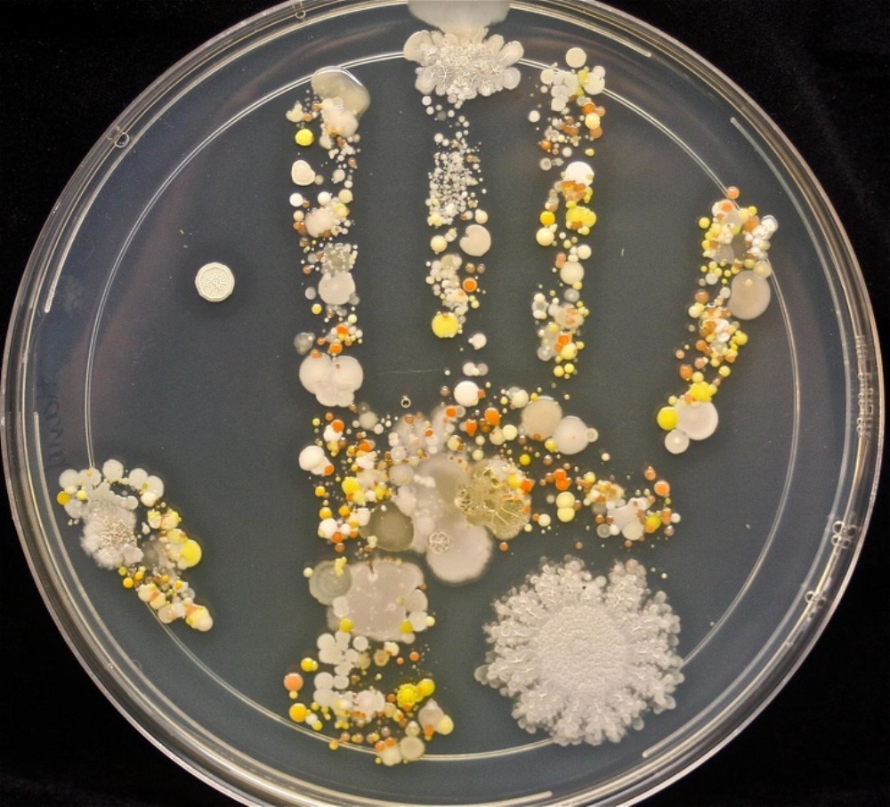Odcisk dłoni 8-latka złożony z pożywki bakteryjnej