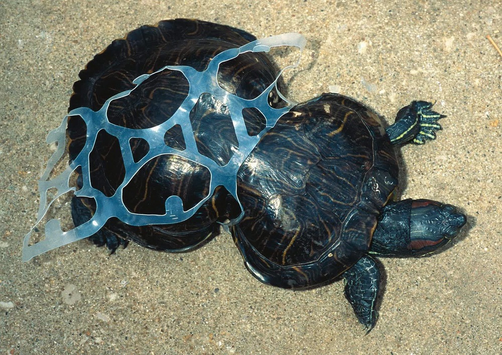 Tartaruga emaranhada em plástico