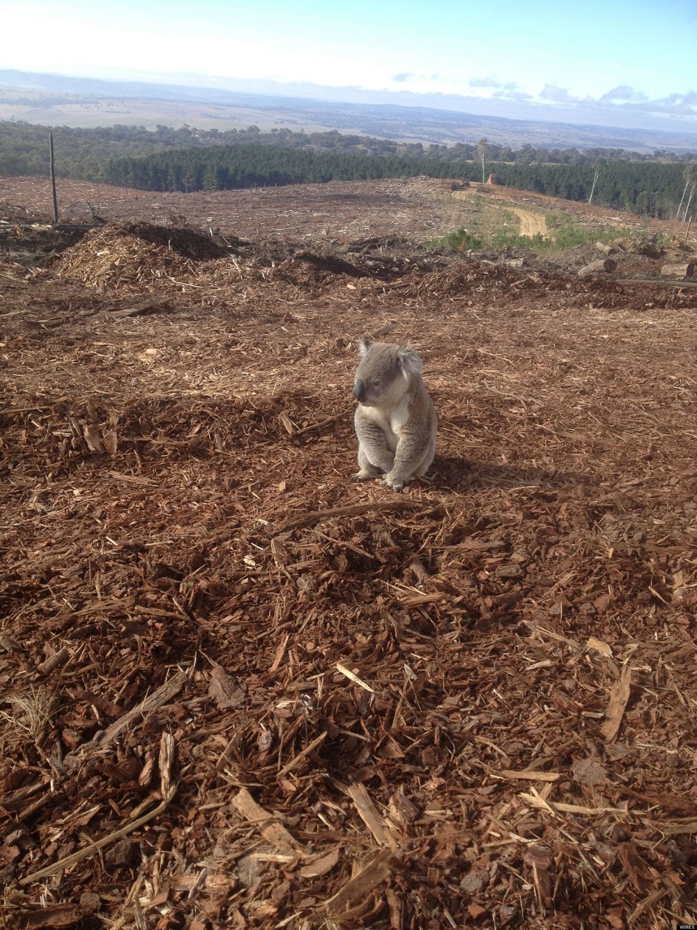 Koala que ha perdido su hogar