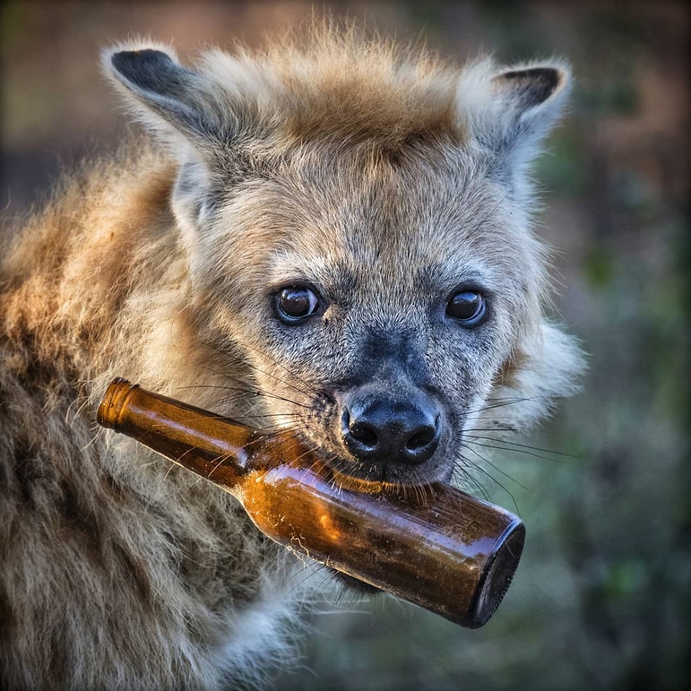 Animal with bottle