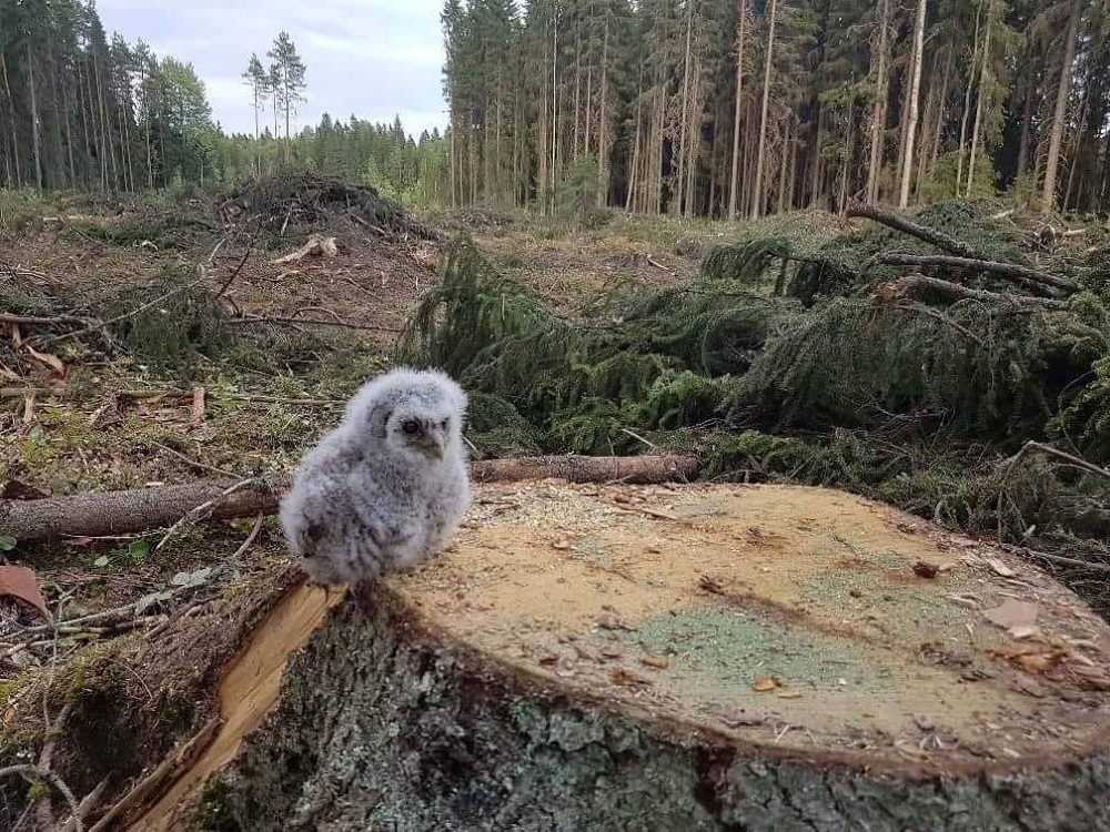 Barn owl lost home