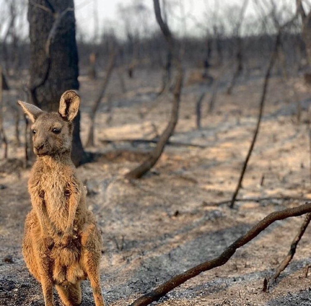 Un wallaby che ha perso casa