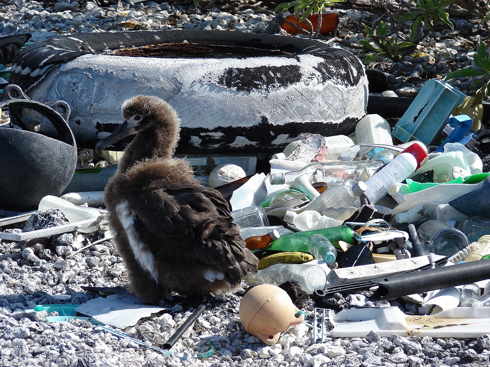 Bird in trash pile