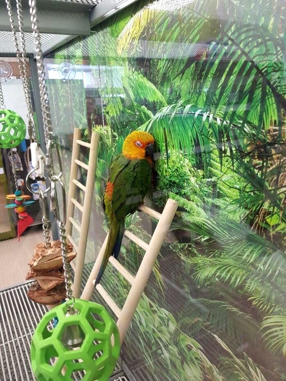 Papuga tęskni za domem
