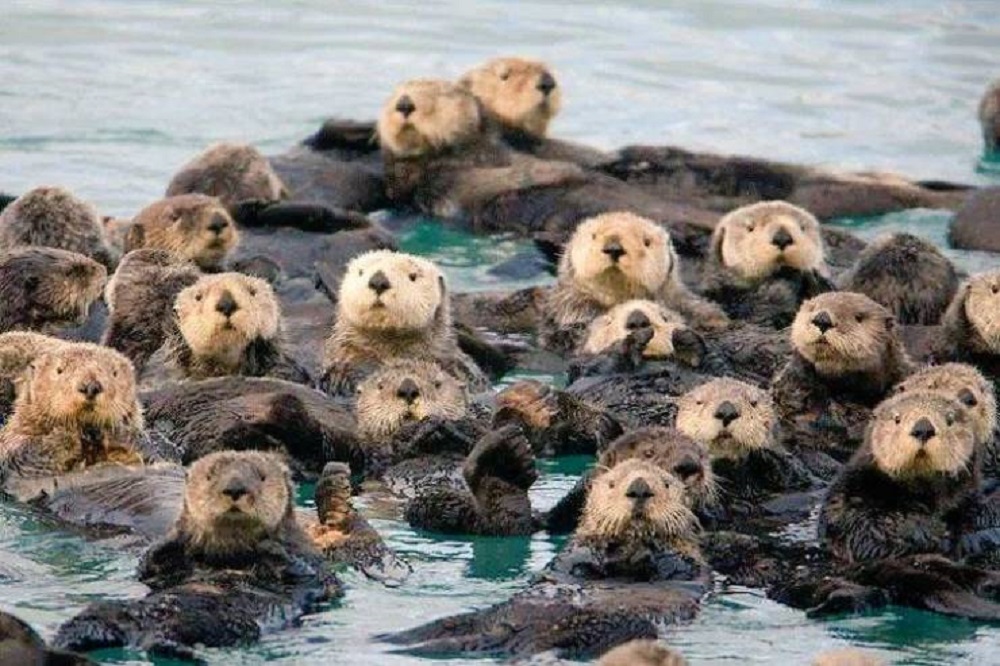 Otters suffer from oil