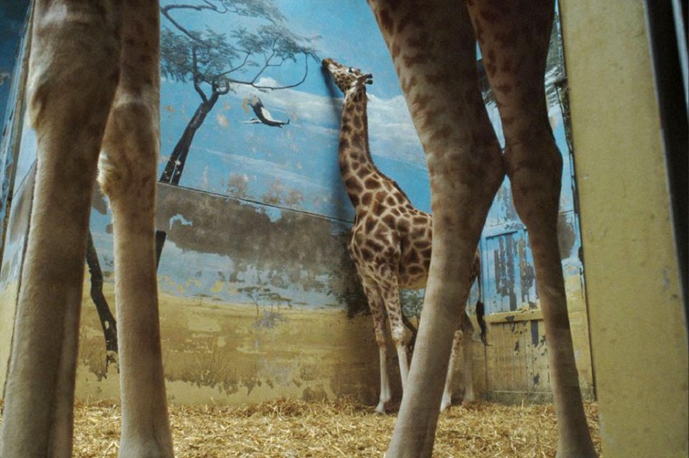 Girafas com saudades de casa