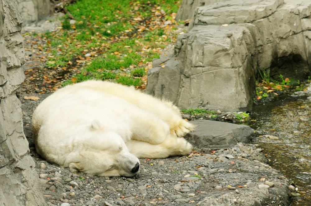 Un orso polare e lo stress della città