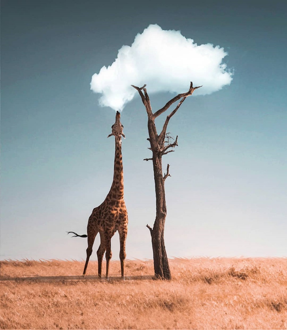 Giraffe reaches for food