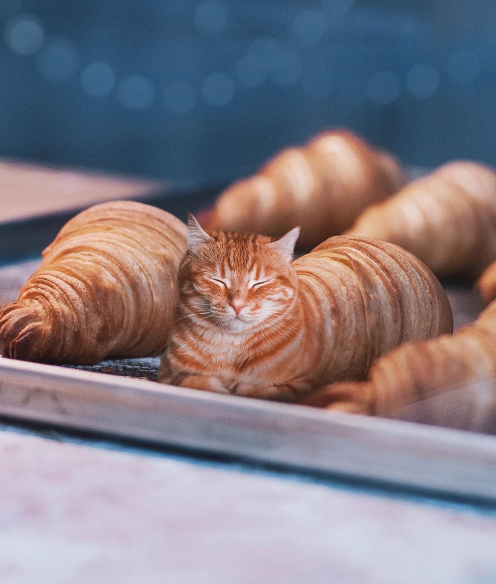 Kočka se proměnila v croissant