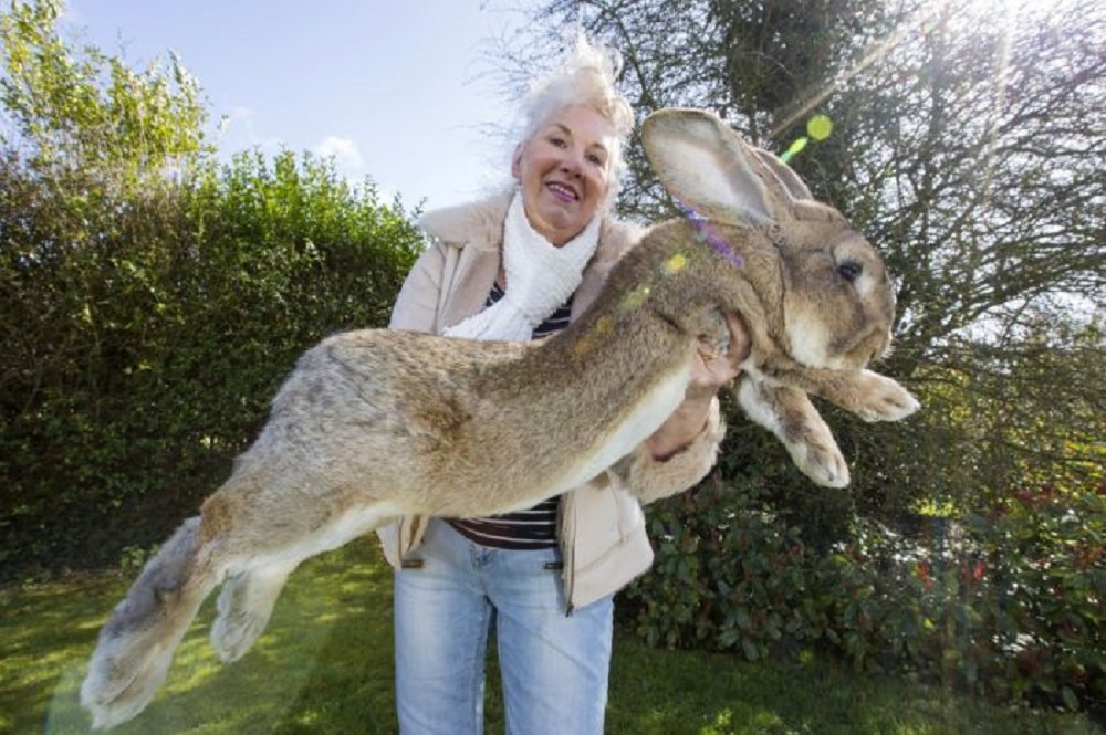 Dariusz jest oficjalnie znany jako największy królik