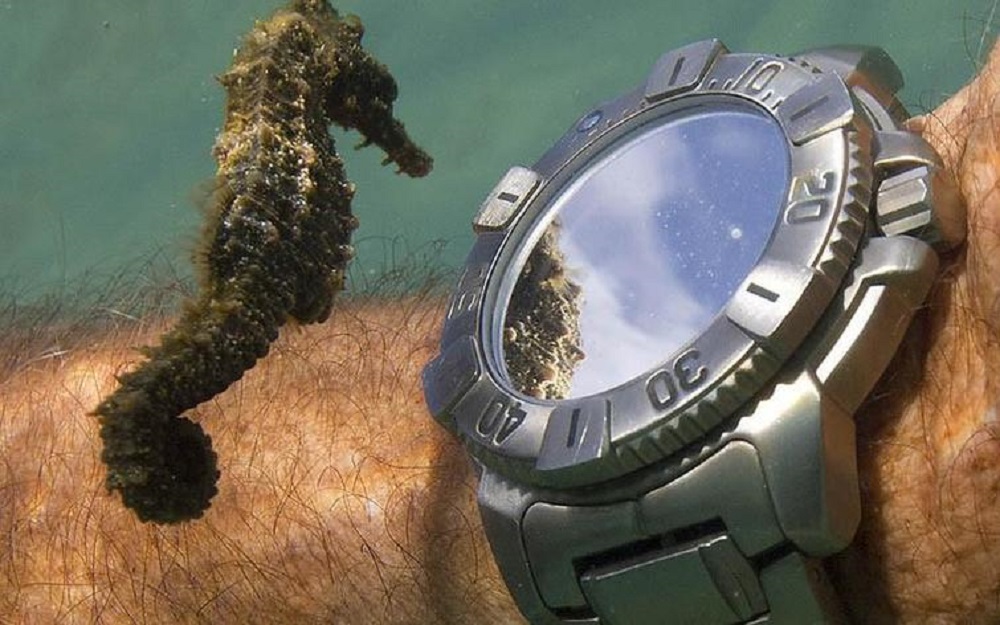 Ένα αλογάκι της θάλασσας προσπαθεί να εξακριβώσει τι ώρα είναι