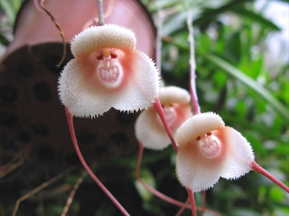 Kwiat przypominający małpę