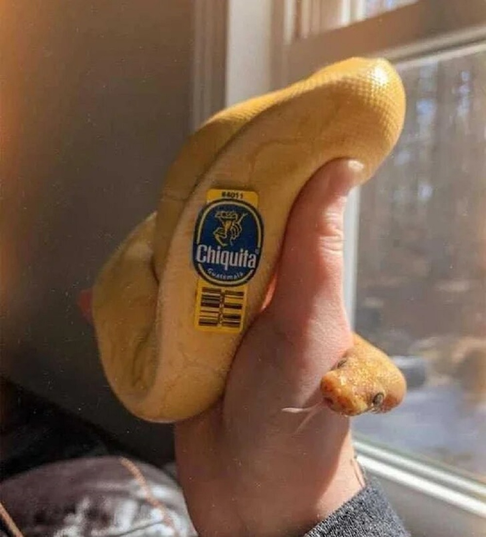 Schlange oder Banane