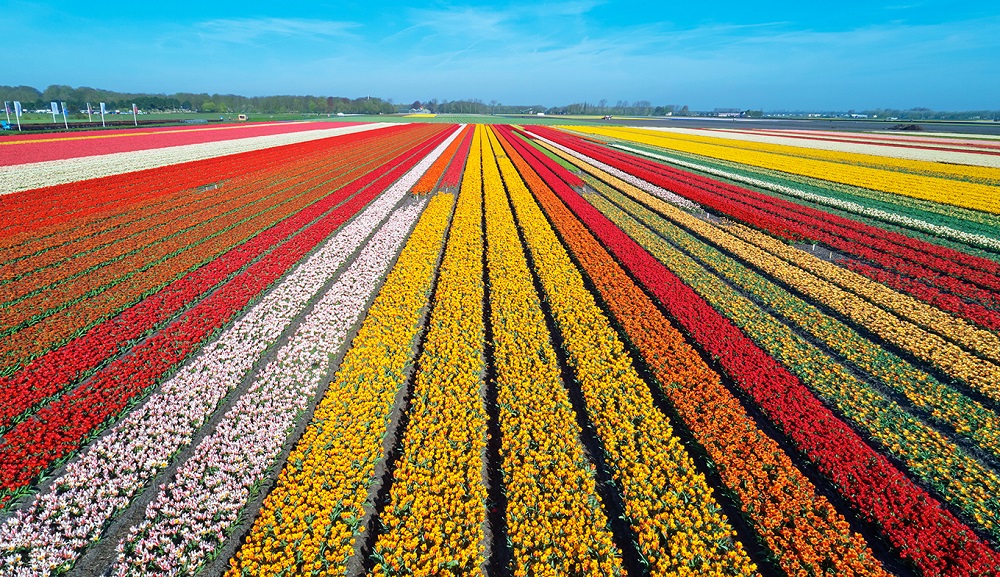 Campos de tulipanes en Países Bajos