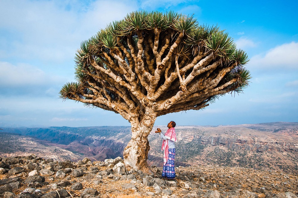 Socotra เกาะโซโคตรา เยเมน