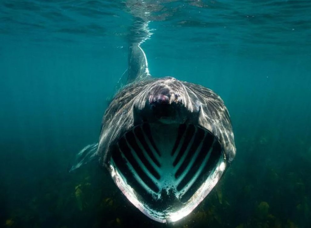 Rekiny wielorybie są raczej nieszkodliwe dla ludzi, ale mimo to są przerażające