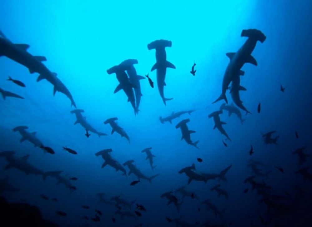 Οι σφυροκέφαλοι καρχαρίες 
