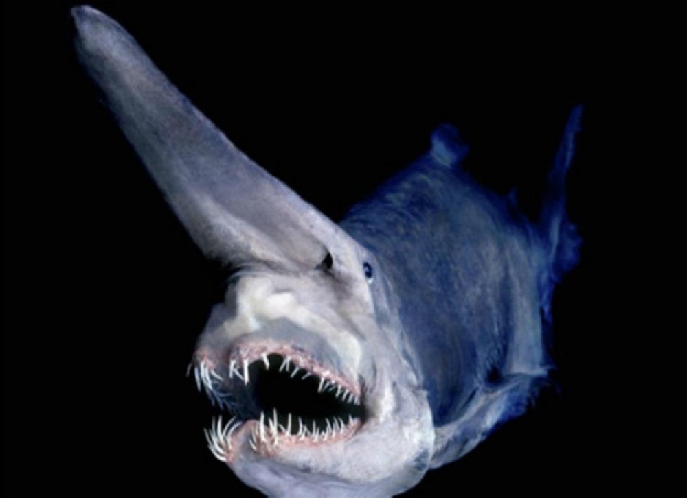 Ο Καρχαρίας Γκόμπλιν θα μπορούσε να είναι ένα πλάσμα βγαλμένο από τους πιο τρομακτικούς σου εφιάλτες