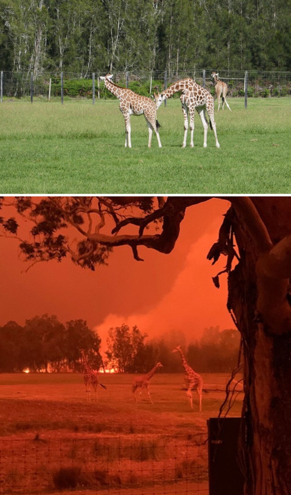 Parque Natural Mogo durante um incêndio