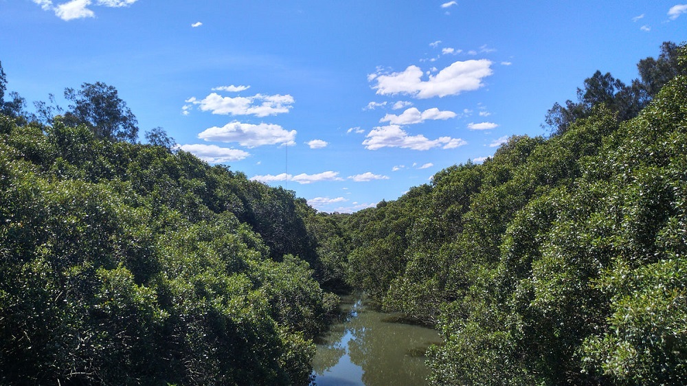 Les mangroves de Badu