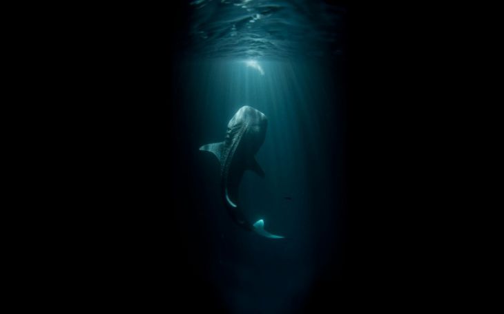Tubarão baleia